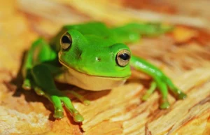 glücklicher Frosch